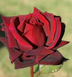 Modern Roses