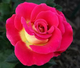 Modern Roses