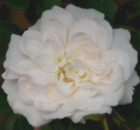 Modern Roses