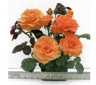 Modern Roses